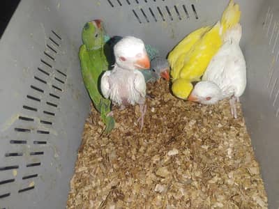 ring neck chicks for sale healthy and active