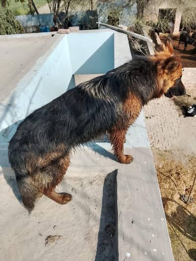 German shepherd female