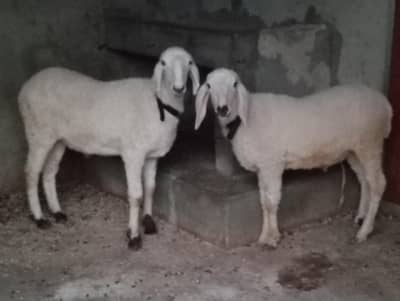 Larkana cross dumba Male Dumbe Qurbani 2026