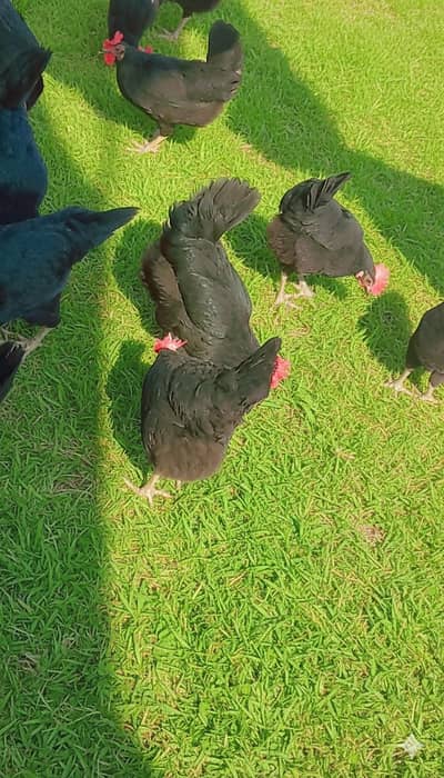 Australorp /Australop breeders 5female ,1male