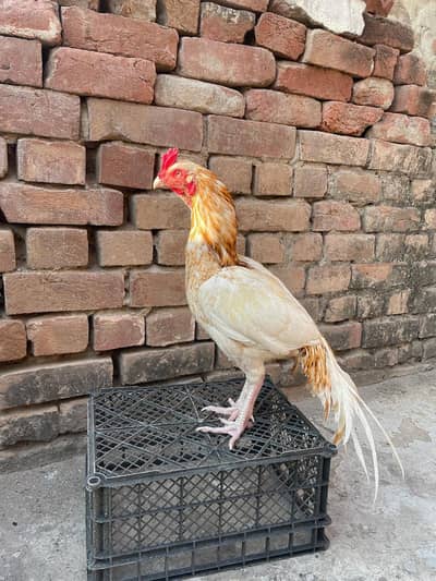 seela murga for sale