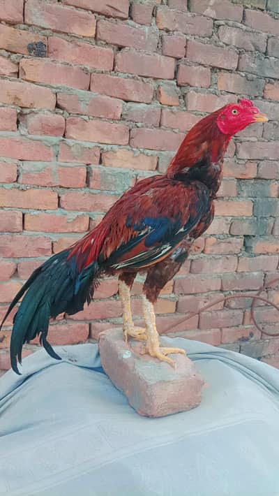 Pure Aseel Lakha Male || Price Final Hai