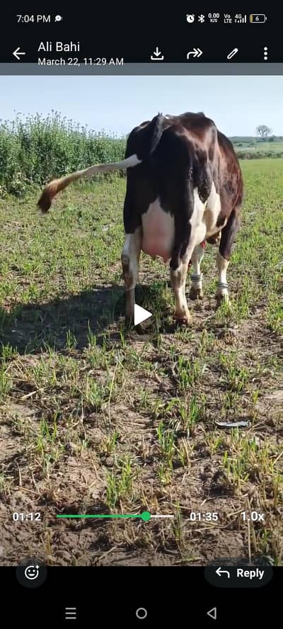 Jersey faridian cross