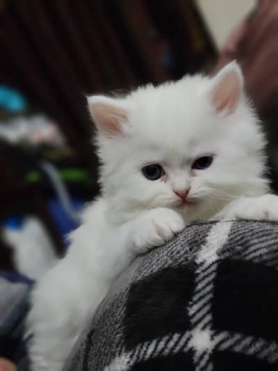 chinto & Minto for Sale