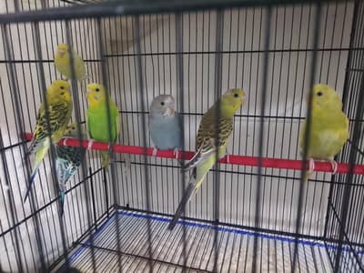 undersize tcb and common bugies mix