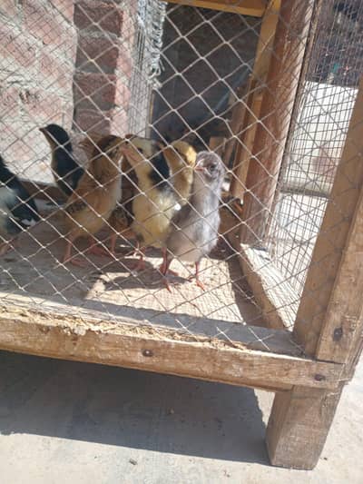 aseel mianwali chicks