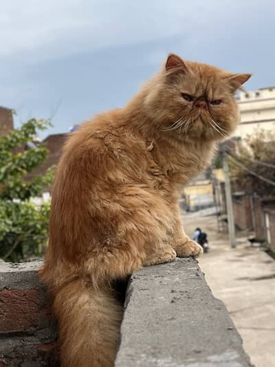 Mashallah pikki face male