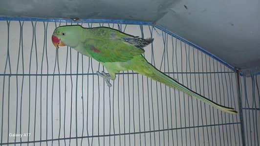 RAW Parrot Male and Female