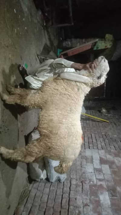 Chatara Bakara For Sale