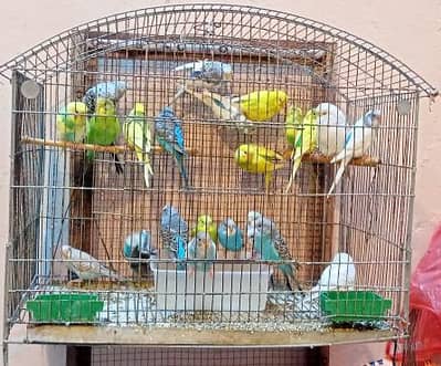 Budgies (Bajri) Australian Parrots , Hogoromo & Under Exhibition Pair
