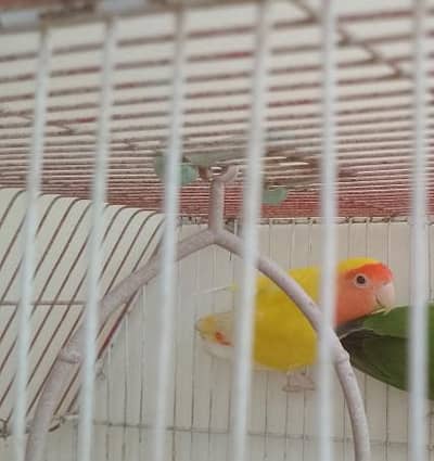 Lutino female for sale