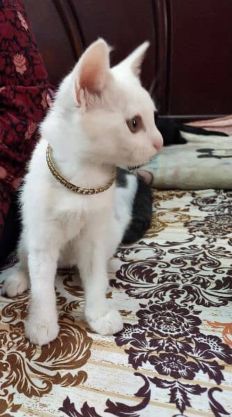 White Persian Mix Cat