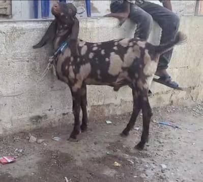 Kamori Ajrak Print 2 dant Bakra for sell