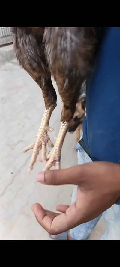 high quality aseel Madi