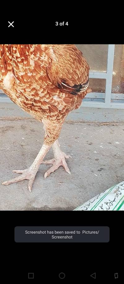 Assel madi for sale 03195793061