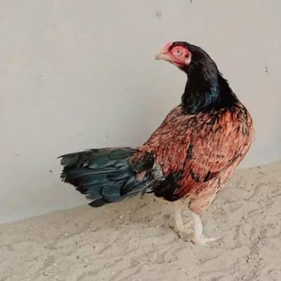 High quality amroha female
