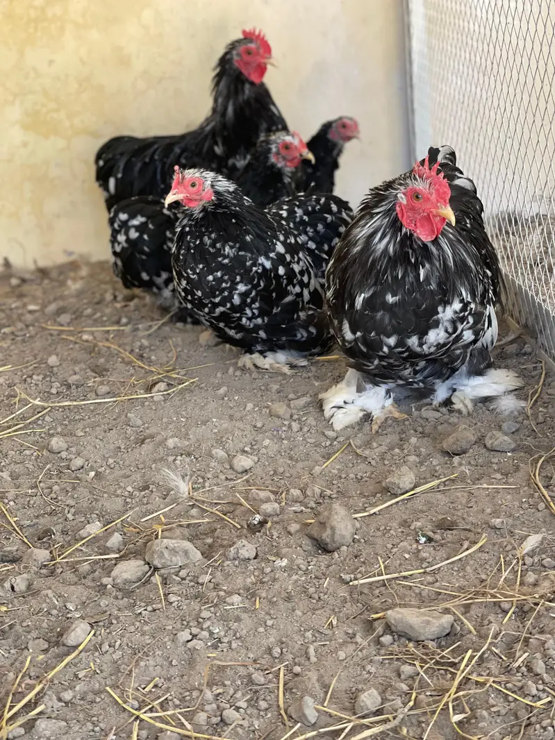 Brahma Heavy Buff Cochine Silkee Sebrite Silkie Polish Yokohama Bentum — photo 10