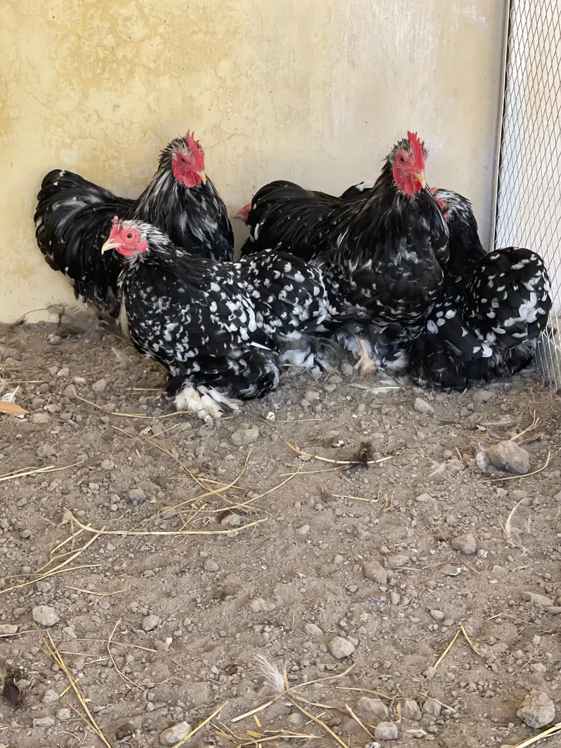 Brahma Heavy Buff Cochine Silkee Sebrite Silkie Polish Yokohama Bentum — photo 11