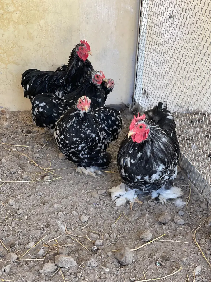 Brahma Heavy Buff Cochine Silkee Sebrite Silkie Polish Yokohama Bentum — photo 12