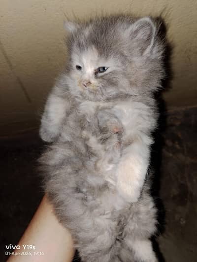 Persian Gray Kittens