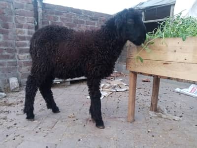 Black Mundra  sale he Age 6 month 03098287558