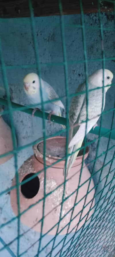 Rainbow phattay male female