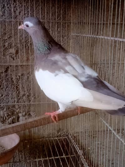 khall pigeon