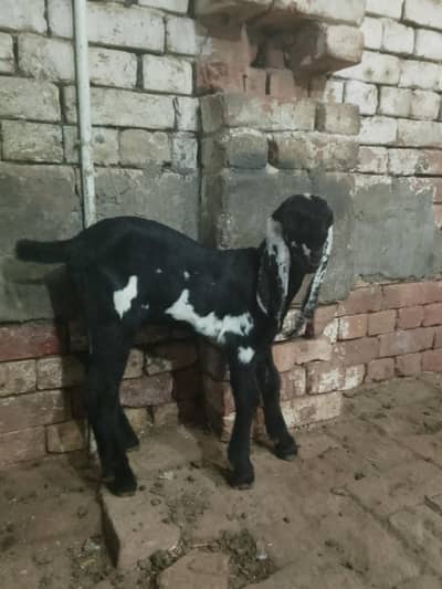 beetle shaira print nasal