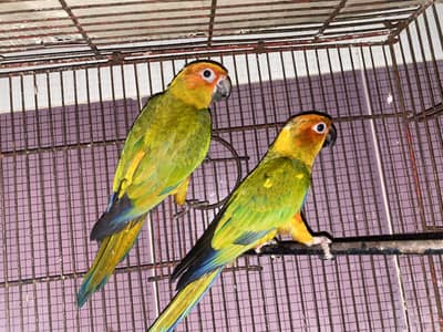 Sun conure 03132727007