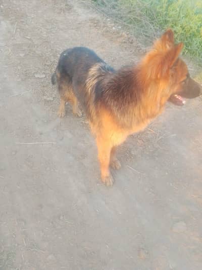 German shepherd female