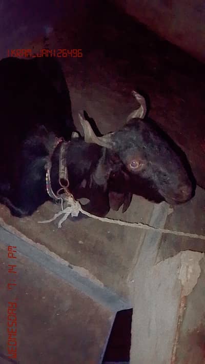 Bakra for sale