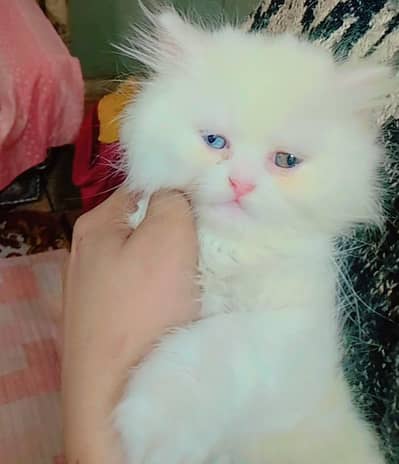 pershion cate Punch face two eyes color white and grey