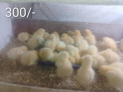 golden buff Cochin  chicks and eggs