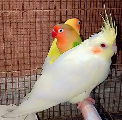 white cocktail red eyes for sale