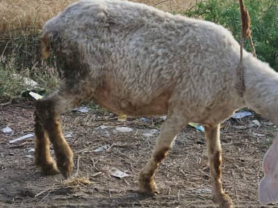 pregnant sheep for sale