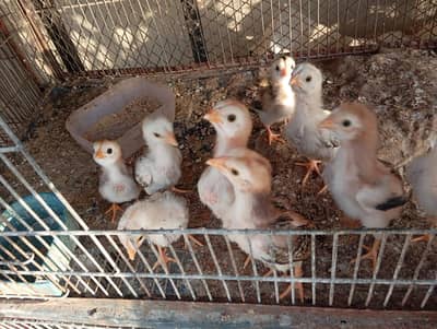 10 pure aseel chicks and 1 kurk murgi