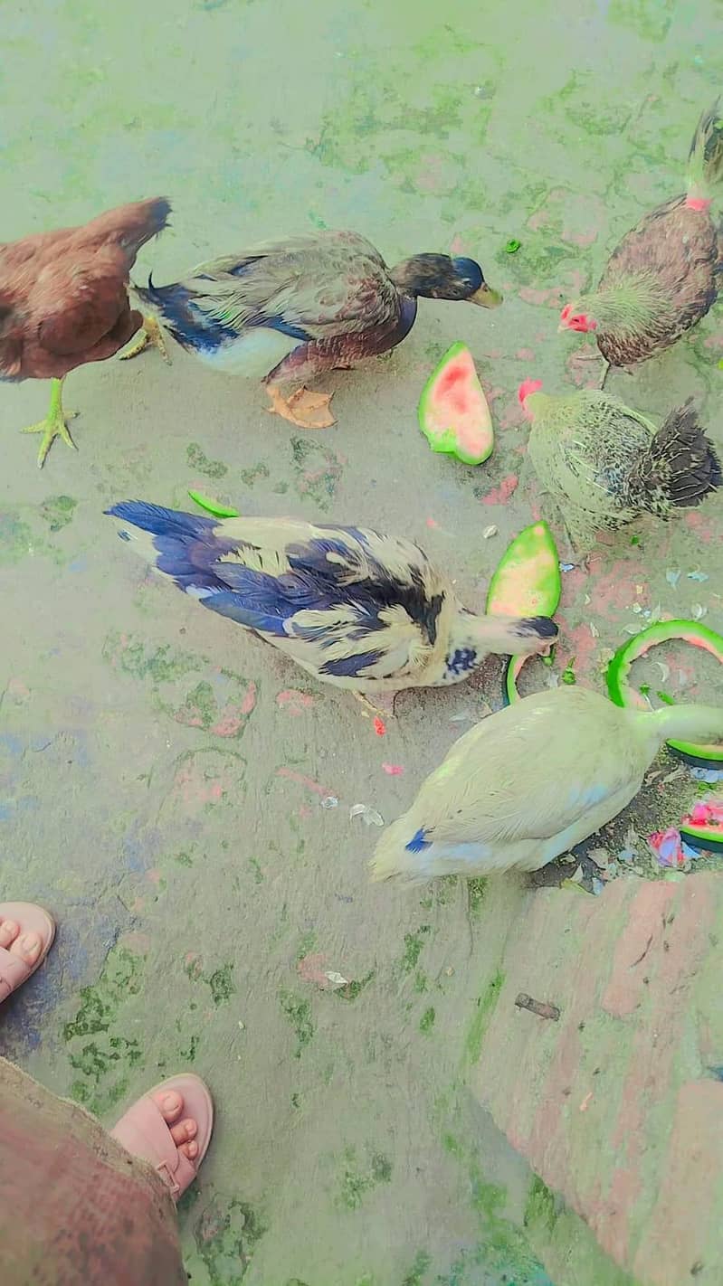 2 desi male 1 moscovy female egg de rhi hai jis ne leny wohi rabta kry 0