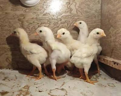 Quality White O Shamo Chicks