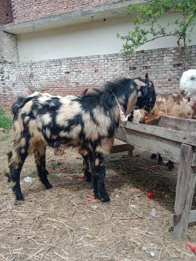 qurbani bakra