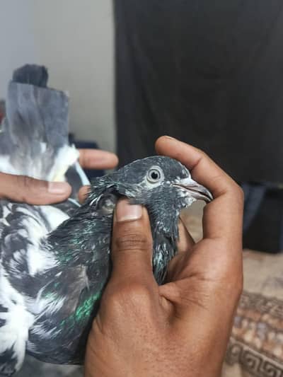 rampuri pigeon