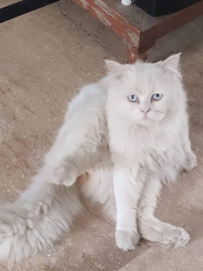 Persian Cat double coated blue eyes