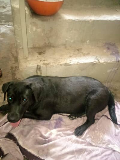 black labra female labra dog