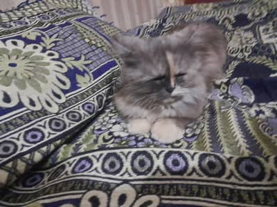 Persian Mixed cat Blackish Gray