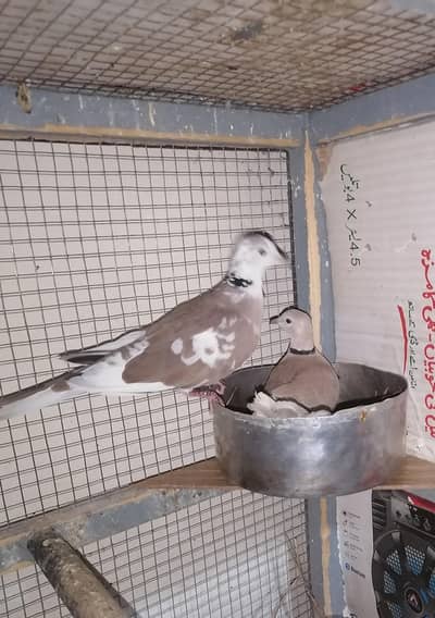 Dove Breedr Pair Available