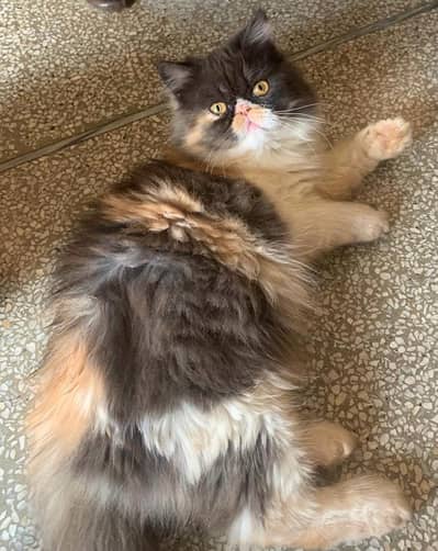 Calico Persian Female Kitten