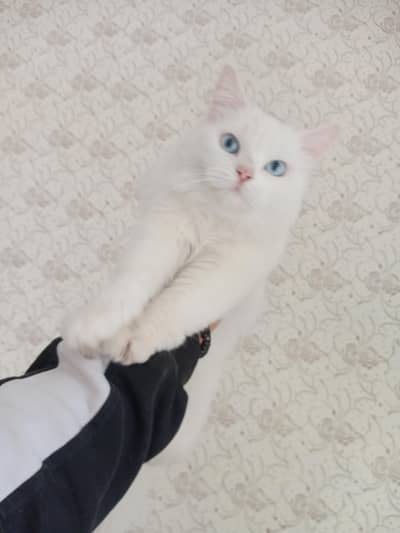 BEAUTIFUL BLUE EYES PAIR