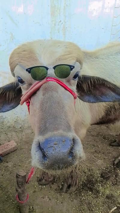 2katte ek bhora ek kala.  Rabat nbr 03264777154