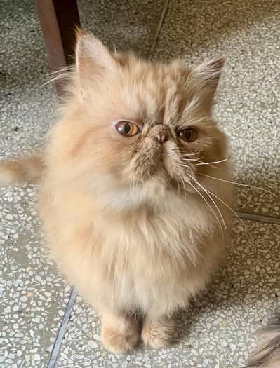 Pure Persian Peki Male Kitten
