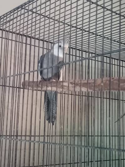 Cocktail Male for sale.