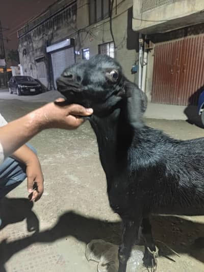 Teeda tapra Bakra khassi